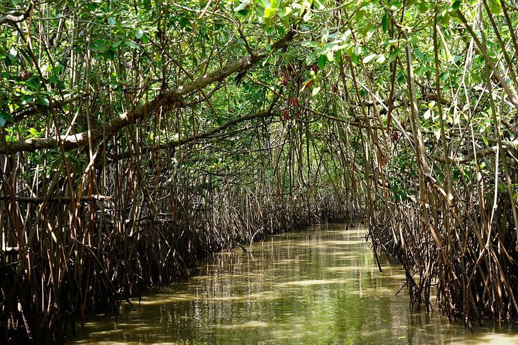 Madu River Boat Safari Sri Lanka