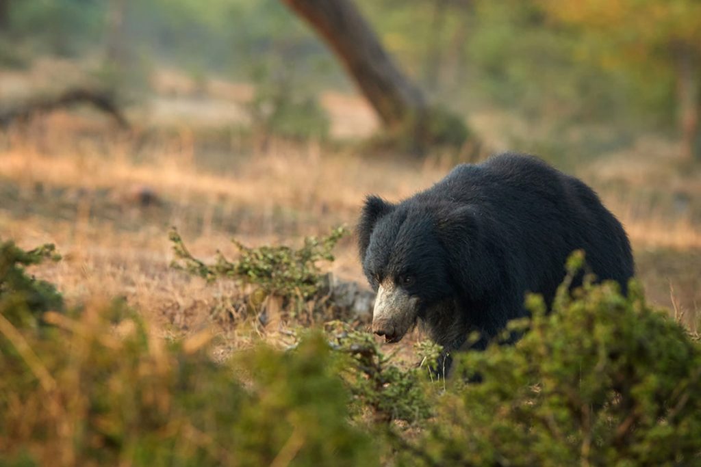 Yala Sri Lanka Tour