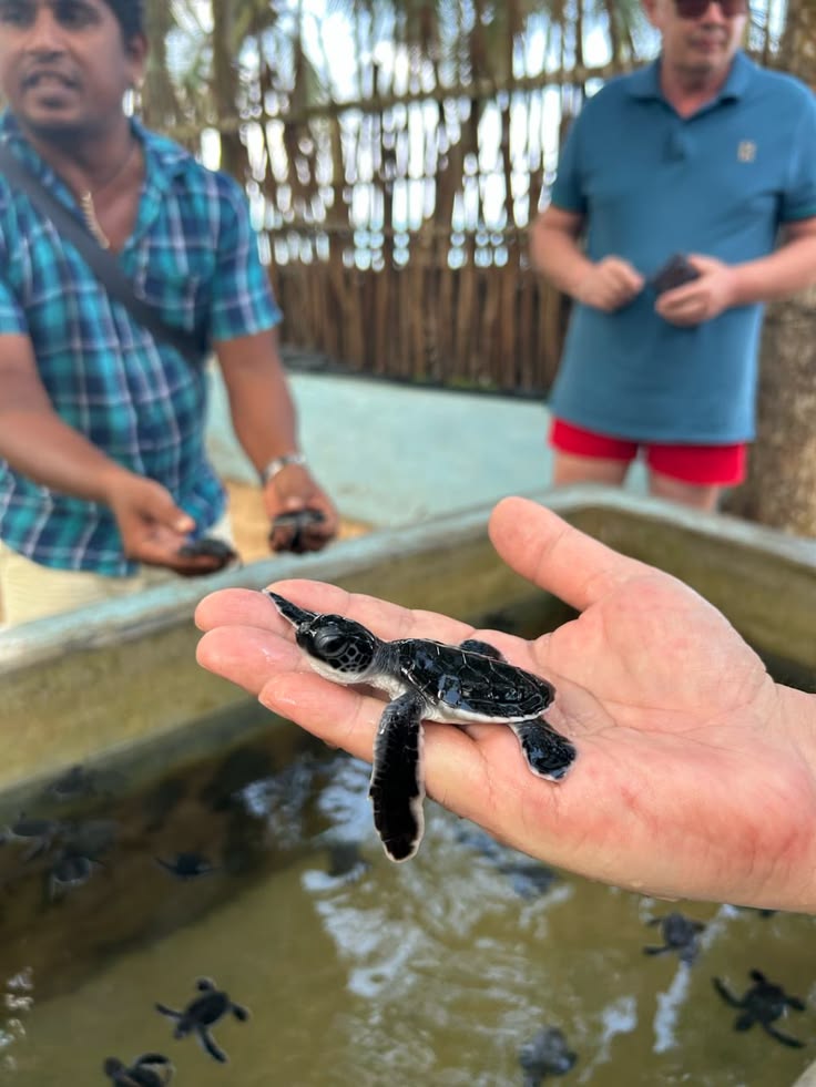 Sea Turtle Hatchery Sri Lanka Tour