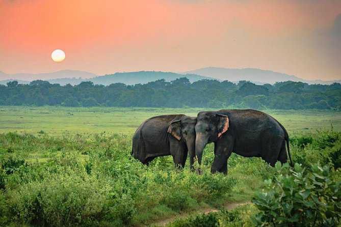 Wildlife Jeep Safari Sri Lanka