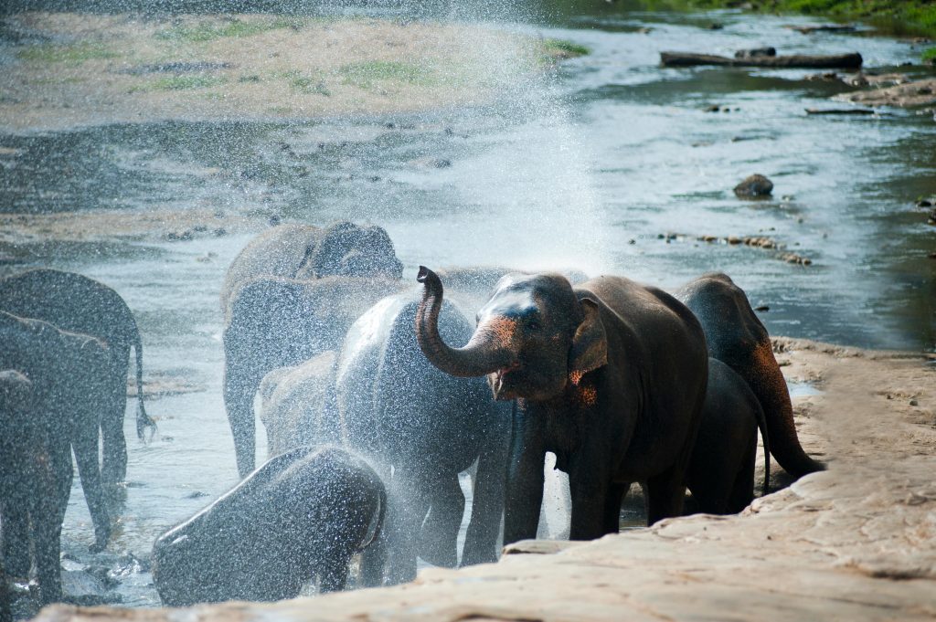 Yala Sri Lanka Tour