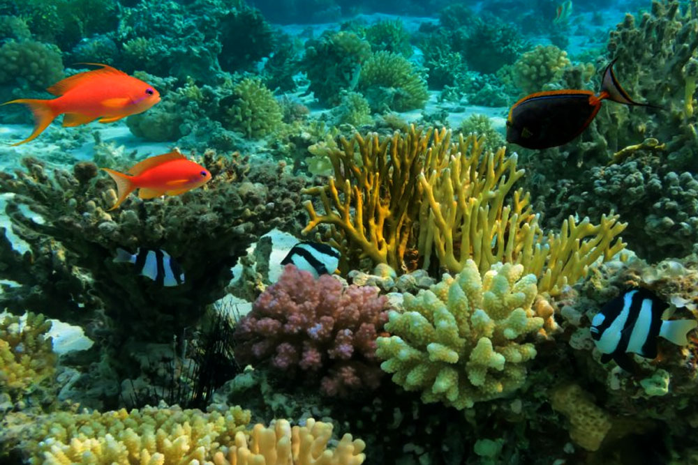 Scuba Diving and Snorkeling Sri Lanka