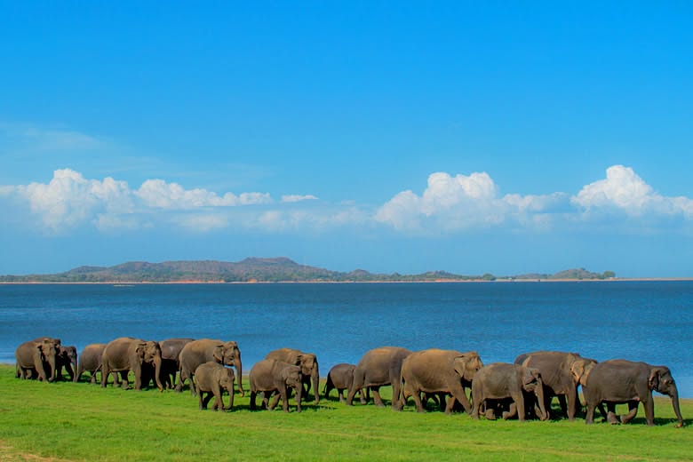 sri lanka elephant tour