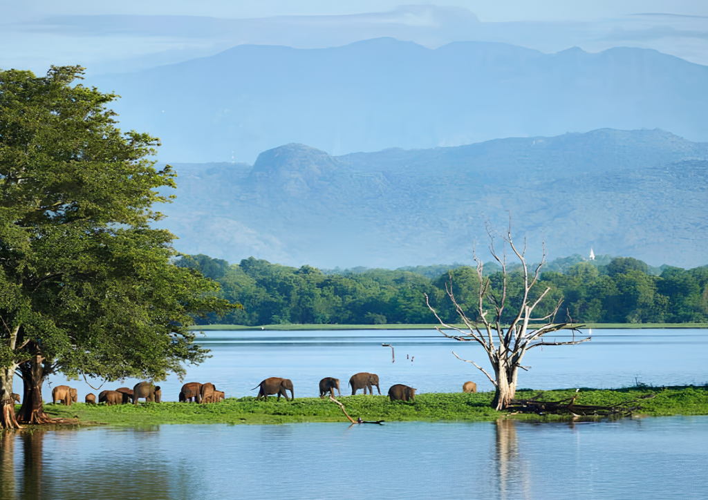 sri lanka elephant tour